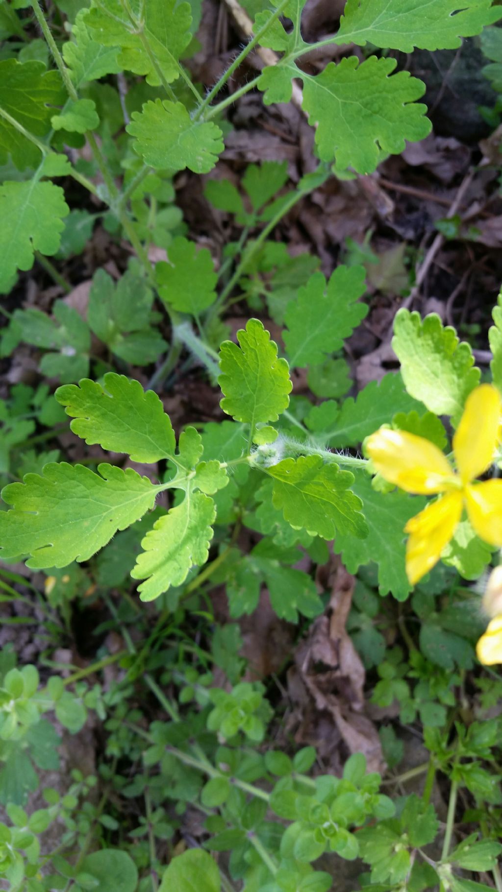 Chelidonium majus (Papaveraceae)